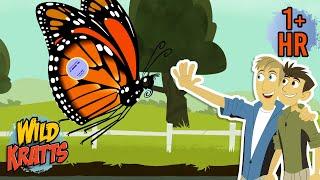 Western Monarch Butterfly Day (Feb 5th) | Monarch's Amazing Journey | Full Episodes | Wild Kratts