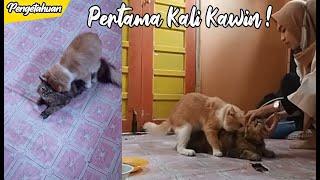 Tutorial mengawinkan kucing Persia yang pertama kali Kawin VLOG