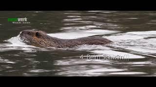 Unterscheidung von Nutria, Biber und Bisam - How to distinguish Coypu, Beaver, Muskrat - Naturwerk