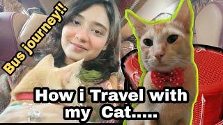 How i travel with my cat by bus#cat #travel #busjourney