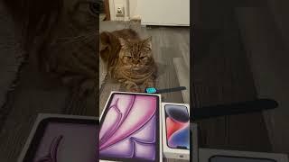 "Millionaire Cat: Living Large with Apple Gadgets!"#appels #appel Event #iphone16promax