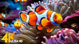 Aquarium 4K VIDEO (ULTRA HD)  Beautiful Coral Reef Fish - Relaxing Sleep Meditation Music #72