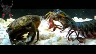 The Mantis Shrimp - Stomatopod - Part 1