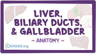 Anatomy of the abdominal viscera: Liver, biliary ducts and gallbladder