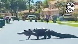 Wild video shows 10-foot-long alligator strutting through upscale Fla. community | New York Post