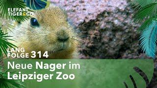 Die Neuen im Zoo Leipzig (Langfolge 314) | Elefant, Tiger & Co. | ARD