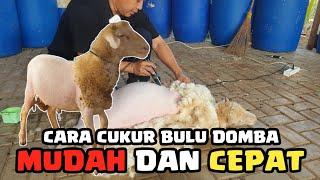 Trik memilih mesin cukur domba yang bagus dan murah | Cara mencukur bulu domba