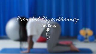 Prenatal Physiotherapy  Cat Cow