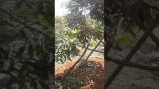 Jual tanah kebun durian udah produktip luas 5 hektar surat SHM #tanahbogor