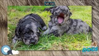 Mudi  Everything Dog Breeds 