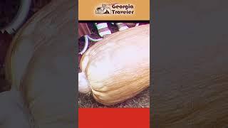 Growing Gigantic, Jurassic Squash: Dinosaur Vegetables - The Original Georgia Traveler WSB-TV