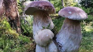 Funghi porcini /Boletus edulis mushroom 2024 Eastern Europe