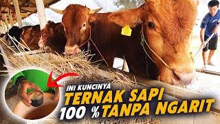 Efisiensi Pakan Sapi Penggemukan Sapi Tanpa Ngarit, Full Jerami Tanpa Hijauan ADG 1 Kg Per hari