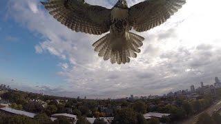 Hawk vs. Drone! (Hawk Attacks Quadcopter)