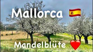 Mandelblüte ️ bei Paguera  überall auf Mallorca  Fahrt ins Gebirge  fantastische Aussicht