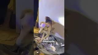 Dog Rescued After Getting Stuck Inside a Wall