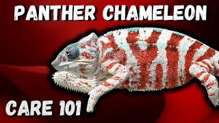 Panther Chameleon Care Guide 2022