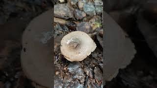 Рыжик еловый .Lactarius deterrimus .