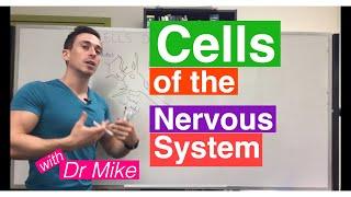 Cells of the Nervous System (Neurons and Glia)