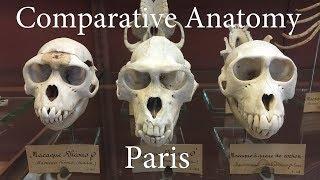 Paris Comparative Anatomy Museum