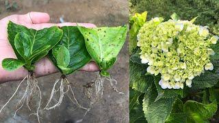 How to propagate hydrangeas from rooting leaves in 25 days