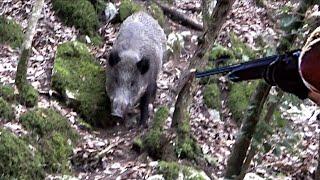 WILDBOAR HUNTING