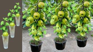 How To Grow Apples Trees From Apples Fruits growing fest with Aloe Vera # Eggs Chicken and Sprite