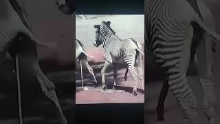 horn zebra