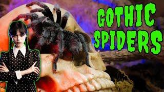 Top 5 BLACK Tarantulas - GOTH SPIDERS!