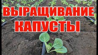 Рассада капусты для раннего урожая !  Выращивание капусты в открытом грунте