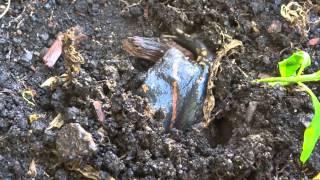 Rhinophrynus dorsalis (a Mexican Burrowing Toad - Sapo borracho) burrows into soft soil