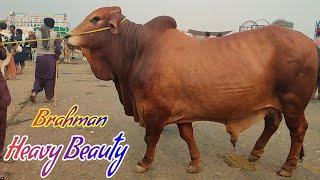 Heavy Weight Brahman Bachraa kitnay ka?