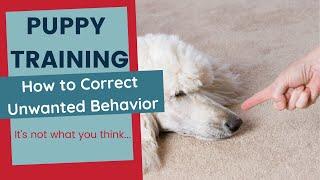 Puppy Training - How to Correct Unwanted Behaviors