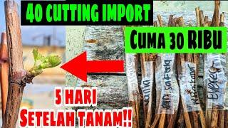 CARA MENANAM ANGGUR IMPORT DARI CUTTING YANG DI BELI SECARA ONLINE‼️