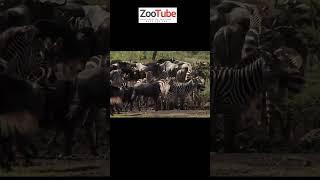 Zoo Tube is the best animal video channel #viralvideo #viralanimals #zootube #topwildlifeplanet