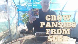 Grow Pansies From Seed  [Grow Vegetables & Flowers] [Home Growing Veg & Flowers]