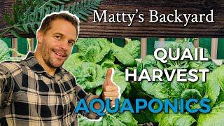 Aquaponics | Quail | Harvest #aquaponics #quail #harvest