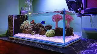 Hammer and Gonie's New Home - DIY AIO Shallow Nano Reef Tank - Episode 13