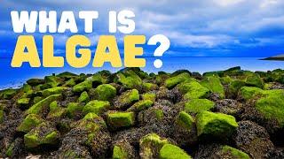 What Is Algae? | What are the uses of algae? | Learn about the different types of algae for kids