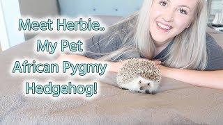 My Pet AFRICAN PYGMY HEDGEHOG | Basic Care and Advice