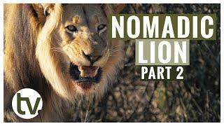 Lion Genetics Part 2: An Update on the New Male Lion