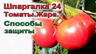 8 способов защиты томатов от жары  Шпаргалка 24