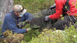 More Vancouver Island marmots being released as population slowly recovers