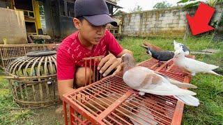 INI BURUNG SEKALINYA GIRING SAMPAI BOTAK