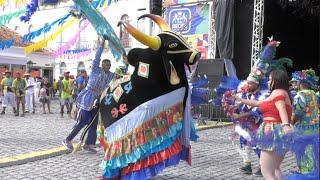 Encontro de bois mantém viva importante tradição no Carnaval do Recife