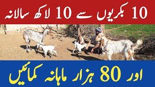 One Million can be earned annually from 10 goats. Chakwal Goat Farm. Goat Farming in Pakistan