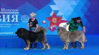 Best Guard Dogs Parade (5 Guard Dog Breeds at Russian Dog Show)
