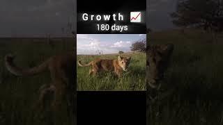 Lion edit #viralvideo #youtubeshorts