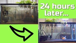 Complete Goldfish Tank Makeover