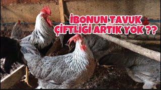 İbonun Tavuk Çiftligi Neden Video Yüklemiyorum ? Kümeste Son Durum ve Planlarımız